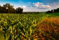 Cornfield and barn on a farm field in rural countryside Royalty Free Stock Photo