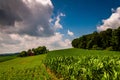 Cornfield and barns on a farm in Southern York County, PA. Royalty Free Stock Photo
