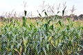 A cornfield behind a fence Royalty Free Stock Photo