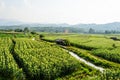 Cornfield behind the mountains in the evening. Royalty Free Stock Photo