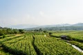 Cornfield behind the mountains in the evening. Royalty Free Stock Photo