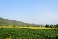 Cornfield behind the mountains in the evening. Royalty Free Stock Photo
