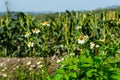 Cornfield behind the mountains in the evening with white flower. Royalty Free Stock Photo