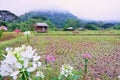 Cornfield with blockhouse and fog in the morning at Thailand,