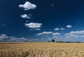 Cornfield with blue skies in Pfalz Royalty Free Stock Photo