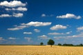 Cornfield with blue skies in Pfalz, Germany Royalty Free Stock Photo