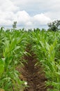 Cornfield Royalty Free Stock Photo