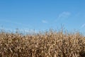 Cornfield blue sky and sunny day Royalty Free Stock Photo