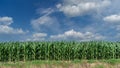 Cornfield on blue summer sky white clouds Royalty Free Stock Photo