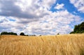 Cornfield with clear blue sky and clouds Royalty Free Stock Photo