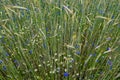 Cornfield And Colorful Flower Meadow With Cornflower And Marguerite