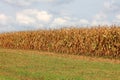 Cornfield with corn ripe for harvest with grass in front and cloudy blue sky in background