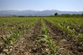Cornfield, corn seedlings grown in the field in spring Royalty Free Stock Photo