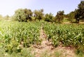 Cornfield