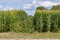 Cornfield damage, corn crop knocked down from vandalism using vehicle.