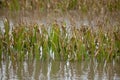 Cornfield Damaged by Flooding Royalty Free Stock Photo