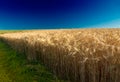 Cornfield with deep blue sky in Pfalz, Germa Royalty Free Stock Photo