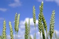 Cornfield detail