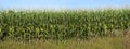 Cornfield Detail Banner Panorama, Corn Stalks Royalty Free Stock Photo