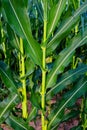 Cornfield detail, showing leaves, stems, and soil