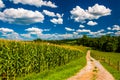 Cornfield and driveway to a farm in rural Southern York County, Royalty Free Stock Photo