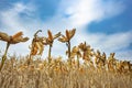 Cornfield, dry corn,maize ready havest Royalty Free Stock Photo