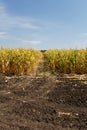 Cornfield at the end of summer season