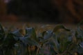 Cornfield at evening sunlight Royalty Free Stock Photo