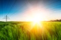 Sun emits explosive over wheat field Royalty Free Stock Photo