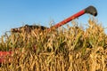 Cornfield in fall during corn harvest. Combine harvester in background