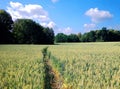 Cornfield Fantasy Magic Path Lanscape With Trees Woods Leafs Nature Grass Royalty Free Stock Photo