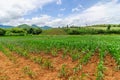 Cornfield farm on country