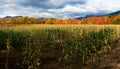 Cornfield on Farm Leads to Autumn Colors Against Mountains Royalty Free Stock Photo