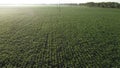 Cornfield. Field corn. Field young corn sprouts on early summer morning Aerial Royalty Free Stock Photo