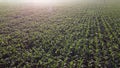 Cornfield. Field corn. Field young corn sprouts on early summer morning Aerial Royalty Free Stock Photo