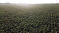 Cornfield. Field corn. Field young corn sprouts on early summer morning Aerial Royalty Free Stock Photo