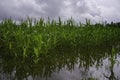 A cornfield is flooded after heavy rainfall. Royalty Free Stock Photo