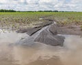 Cornfield flooding, crop damage and soil erosion from heavy rains and storms. Royalty Free Stock Photo