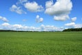 Cornfield. Forest. Rural field of green grass. Sky clouds. Lawn meadow grass. Bright green decoration, soft grass creeps