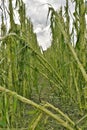 Cornfield hail damage Royalty Free Stock Photo