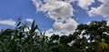 Cornfield harvest with blue sky