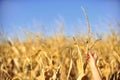 Cornfield harvest check in autumn Royalty Free Stock Photo