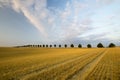 Cornfield after harvest Royalty Free Stock Photo