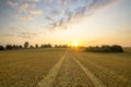 Cornfield after harvest Royalty Free Stock Photo