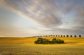 Cornfield after harvest Royalty Free Stock Photo