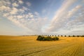 Cornfield after harvest Royalty Free Stock Photo
