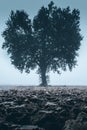 Lone tree in a field after the plowing moody style image