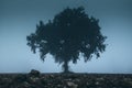 Lone tree in a field after the plowing moody style image