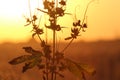 Cornfield at Harvest Time Up Close Plant with Focus Royalty Free Stock Photo