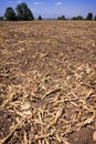 Cornfield husks left after harvest Royalty Free Stock Photo